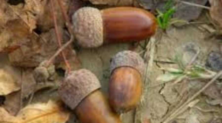 The Perseverance of Planting Acorns