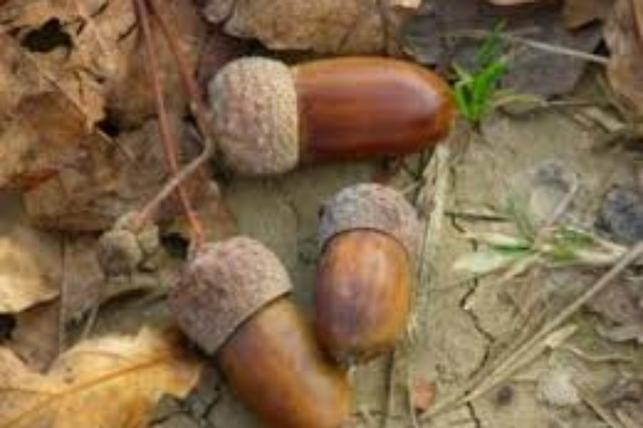 The Perseverance of Planting Acorns