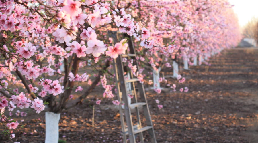 The Blossoms Are Here