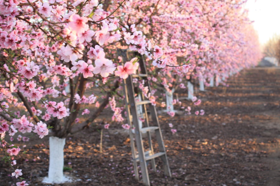 The Blossoms Are Here