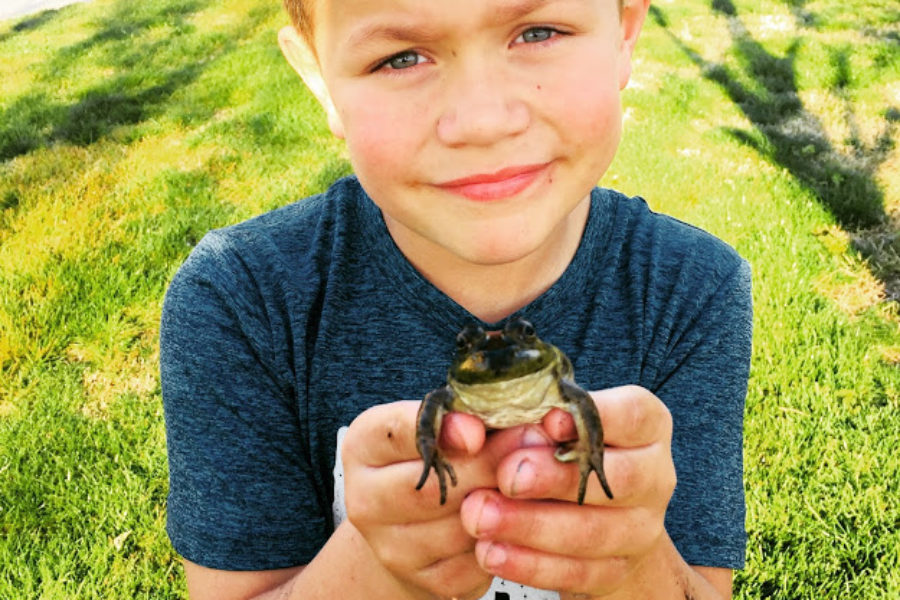 How A Bullfrog Beat Fortnite